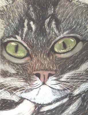 Cat Drawing